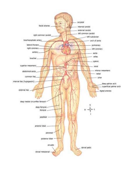 diagram   human body  labels medicinebtgcom