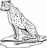 Cheetah Coloringbay sketch template