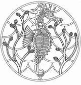 Mandala Hippocampe Erwachsene Coloriages sketch template