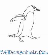 Penguin Gentoo Draw Easy Tutorial Print sketch template