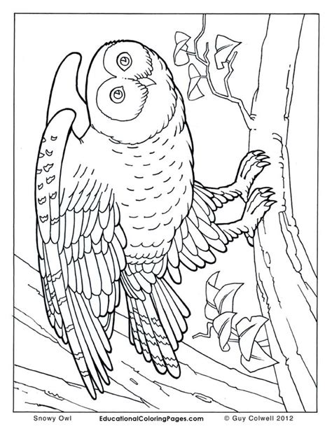 realistic coloring pages animal coloring pages  kids
