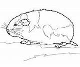 Rodent Coloring Lemming Arctic Pages Jerboa Desert sketch template
