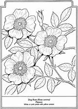 Coloring Pages Flowers Flower Dogwood Book Line Publications Dover раскраски цветочные Drawings Drawing Language Adult Para Pintura Patterns Doverpublications Adults sketch template