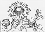 Coloring Sunflowers Pages Printable Large sketch template