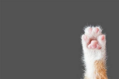 고양이 발바닥 ‘핑크 젤리 는 여름이 되면 촉촉해진다