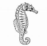 Seahorse Coloring Pages Printable Kids sketch template