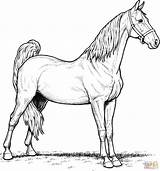 Coloring Silla Horses Dibujos sketch template