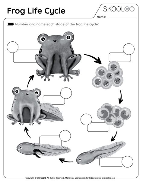 frog life cycle  worksheet skoolgo