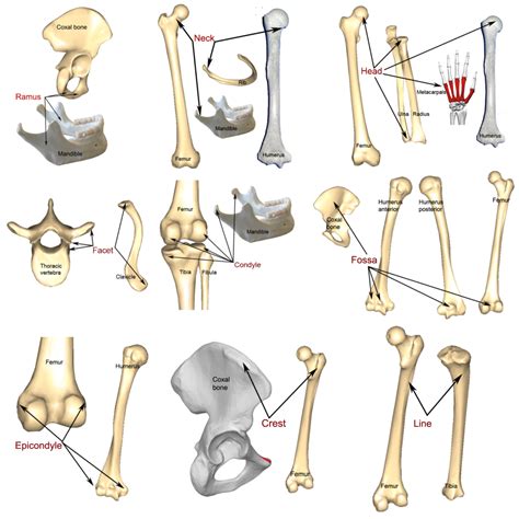 bone markings processes  cavities human anatomy  physiology