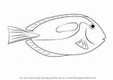 Tang Blue Draw Fish Drawing Coloring Pages Step Fishes Template Tutorials Drawingtutorials101 Sketch Tutorial Learn sketch template