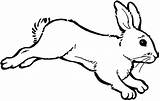 Bunny Hopping Rabbits Kidsplaycolor Getcolorings sketch template