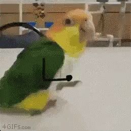 parrot hopping gif parrot hopping jump discover share gifs