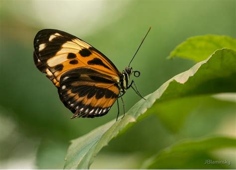 Small Orange And Black Butterfly On The Leaf By