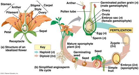angiosperm reproduction plants biology botany