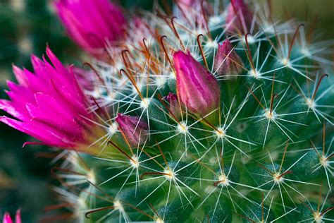 kaktus foto bild pflanzen pilze flechten natur bilder auf