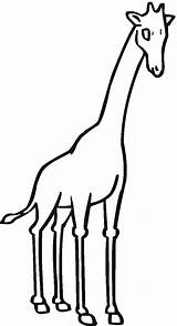 Giraffe Coloring Pages Spots Without Outline Clipart Printable Color Colouring Animals Template Head Baby Kids Clip sketch template