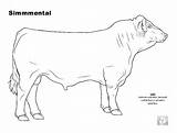 Cattle Coloring Pages Outline Cow Beef Simmental Livestock Charolais Judging Science Archive Color Breed Pdf June Colouring Choose Board Animal sketch template