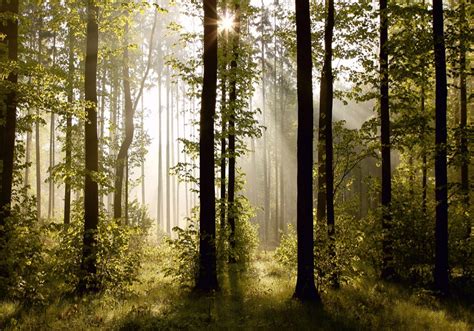 wald fototapete natur wandtapete baeume wohnungsdekoration kaufen