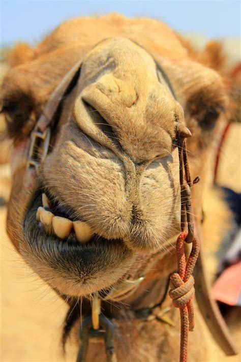 camel face wild kingdom pinterest