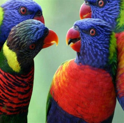 pin van sarah bice op bird rainbow lorikeet parkieten vogels parkiet