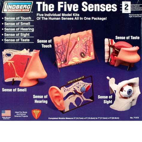 5 senses touch smell hear sight taste model kit