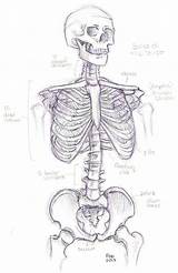 Skeleton Anatomy Drawing Torso Coloring Pages Book Bones Skull Sketches Choose Board sketch template