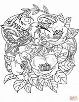 Coloring Flowers Hummingbird Pages Hummingbirds Flower Printable Drawing Birds Supercoloring sketch template