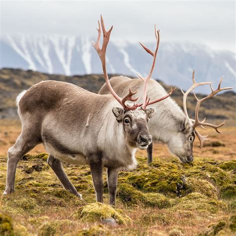 caribou tundra animals