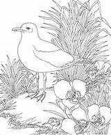 Coloring Seagull Pages Seagulls State California Nature Bird Utah Animals Flower Gull Kids Sego Books Orioles Backyard Baltimore Colouring Indiana sketch template