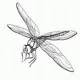 Dragonfly Coloring Pages Drawing Print Dragonflies Tattoo Printable Dragon Flies Adult Drawings Designs Adults Fly Getdrawings Kids Popular Illustration Vector sketch template