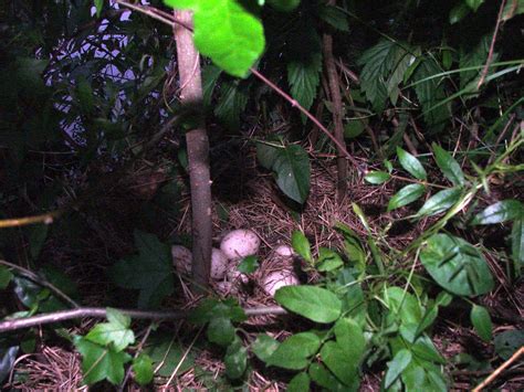 ducks eat     nests