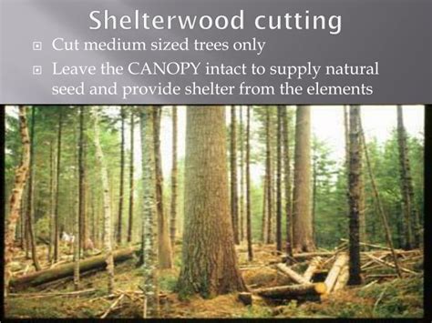 forestry  canada powerpoint  id
