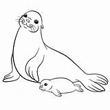 Seal Coloring Baby Drawing Walrus Pages Cute Sea Mom Animals Mother Moms Getdrawings Lions Coloringbay sketch template