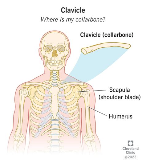clavicle collarbone location anatomy labeled diagram hot sex picture
