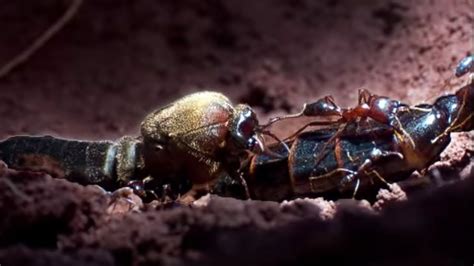 queen ant mating season ant attack bbc earth doovi