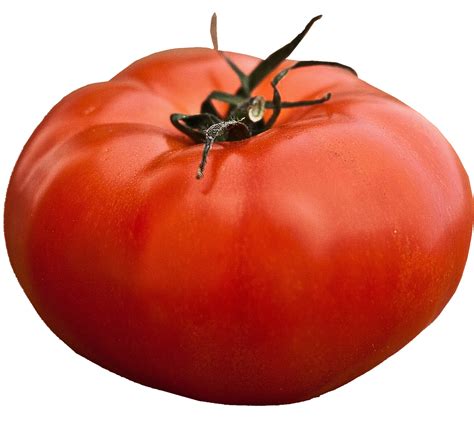 varietes de tomates les  productives selection de  varietes
