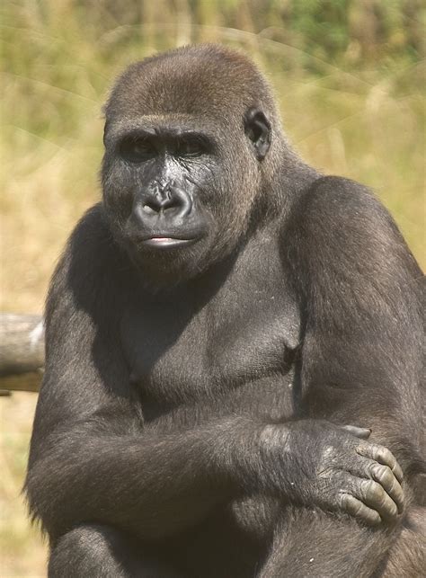 vier jonge gorillas verhuizen naar safaripark beekse bergen nvd
