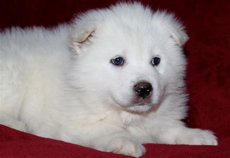 beautiful white alaskan malamute puppies  cute puppy images pictures