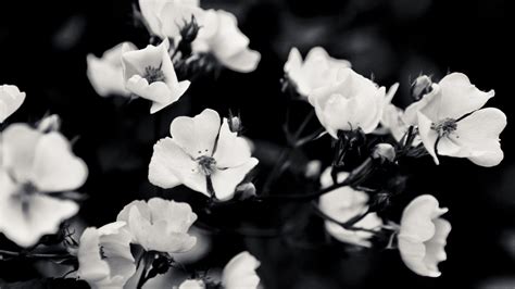 aesthetic black  white flower background anonimamentemivida