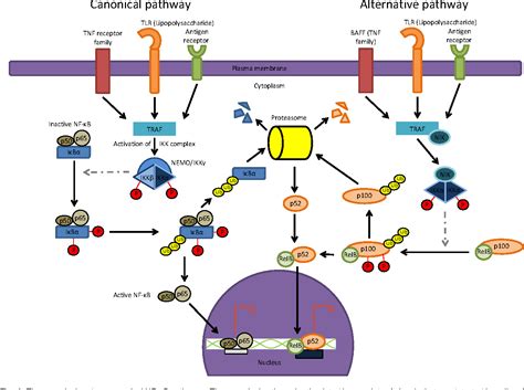 figure    role   ikk complex  viral infections semantic scholar