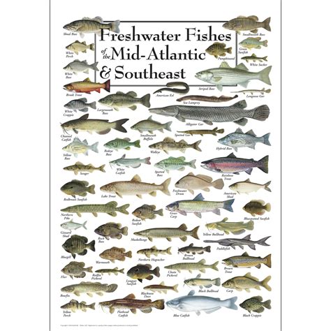 freshwater fishes   mid atlantic southeast poster earth sky