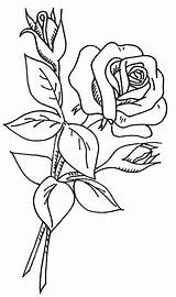 Drawing Rose Color Getdrawings sketch template