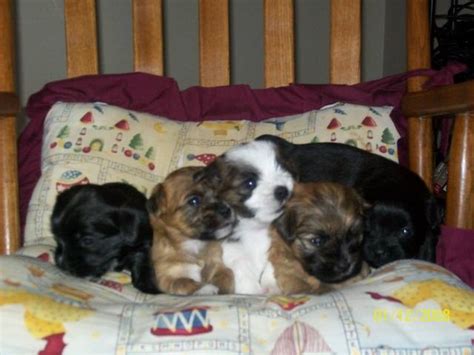 Yorkie Shih Tzu Cross Puppies For Sale For Sale Adoption From Kitchener