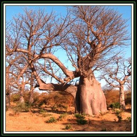 seeds adansonia digitata seeds african baobab kremetart boom succulent  gifts seeds