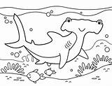 Coloring Shark Hammerhead Pages Printable Colouring Museprintables Ocean Kids Color Choose Board Week sketch template