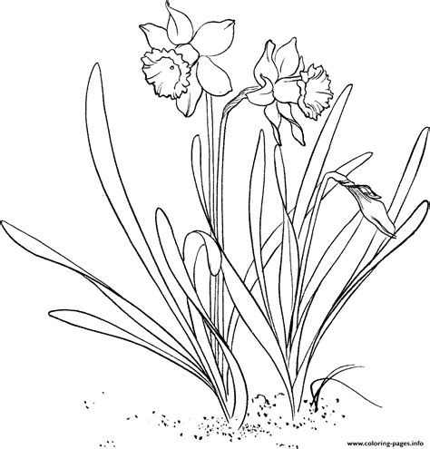 adorable daffodil flower coloring page printable