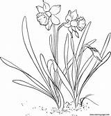 Daffodil Outline Flower Coloring Drawing Printable Pages Narcissus Adorable Pseudonarcissus Wild Getdrawings 176px 72kb sketch template