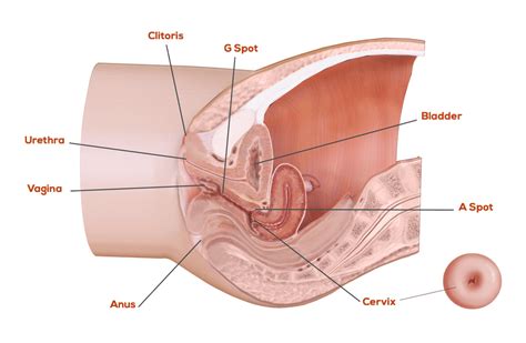 Female Genital Anatomy Learn About The Vulva And Give Her
