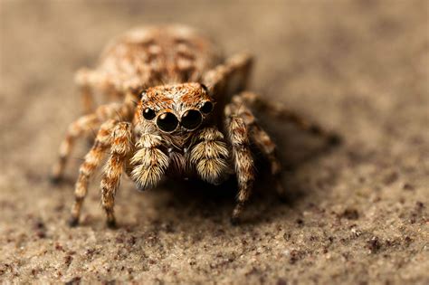 cute  jumping spider salticidae athens ohio xoc