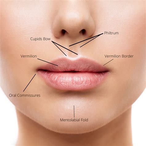 understanding lip anatomy  augmentation renaissance plastic surgery
